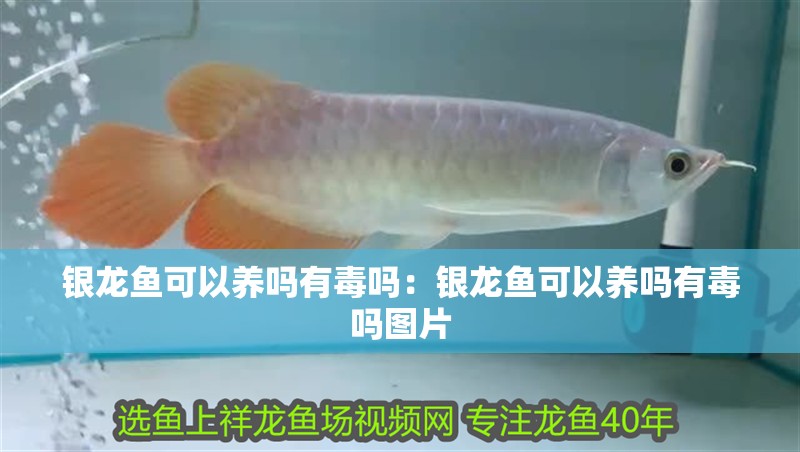 銀龍魚可以養嗎有毒嗎：銀龍魚可以養嗎有毒嗎圖片