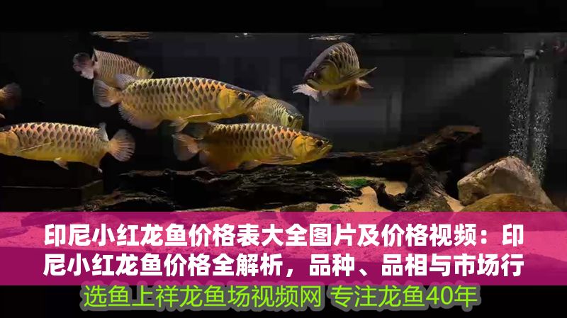 印尼小紅龍魚價格表大全圖片及價格視頻：印尼小紅龍魚價格全解析，品種、品相與市場行情