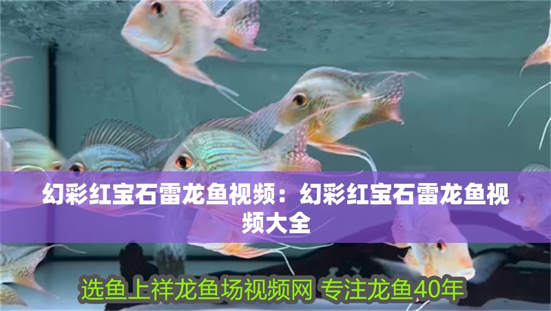 幻彩紅寶石雷龍魚(yú)視頻：幻彩紅寶石雷龍魚(yú)視頻大全