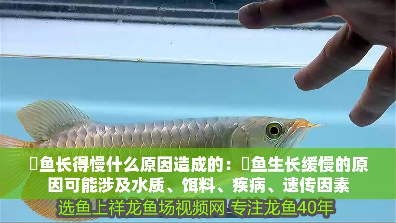 魟魚長得慢什么原因造成的：魟魚生長緩慢的原因可能涉及水質、餌料、疾病、遺傳因素