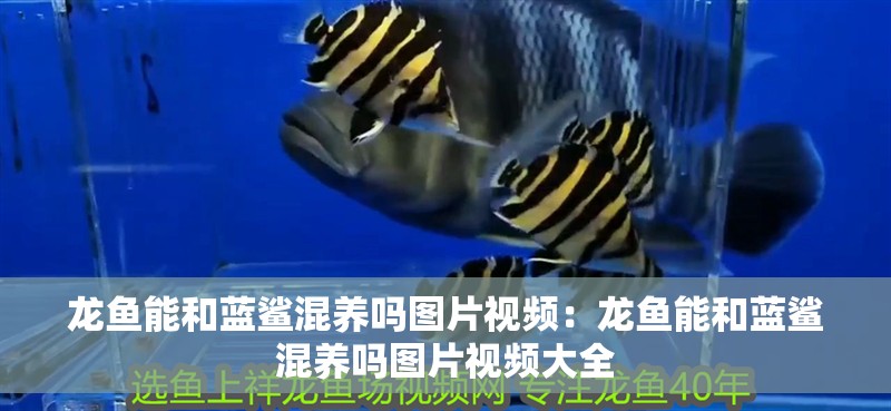龍魚能和藍鯊混養(yǎng)嗎圖片視頻：龍魚能和藍鯊混養(yǎng)嗎圖片視頻大全