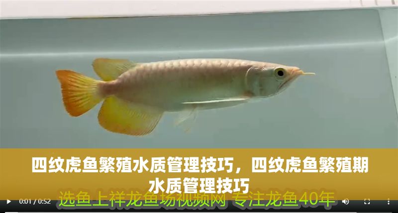 四紋虎魚繁殖水質(zhì)管理技巧，四紋虎魚繁殖期水質(zhì)管理技巧 四紋虎魚繁殖水質(zhì)管理技巧，四紋虎魚繁殖期水質(zhì)管理技巧 虎魚百科 第2張