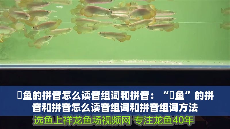 魟魚的拼音怎么讀音組詞和拼音：“魟魚”的拼音和拼音怎么讀音組詞和拼音組詞方法