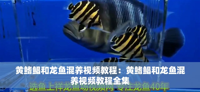 黃鰭鯧和龍魚混養視頻教程：黃鰭鯧和龍魚混養視頻教程全集