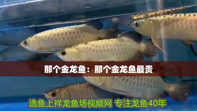 那個金龍魚：那個金龍魚最貴 那個金龍魚：那個金龍魚最貴 水族問答