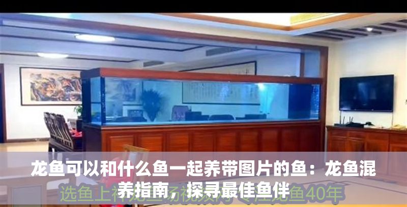 龍魚可以和什么魚一起養帶圖片的魚：龍魚混養指南，探尋最佳魚伴