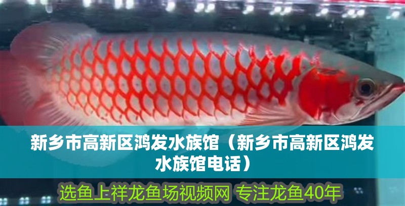新鄉市高新區鴻發水族館（新鄉市高新區鴻發水族館電話）