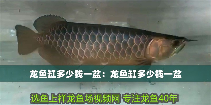 龍魚缸多少錢一盆:龍魚缸多少錢一盆 水族問答 龍魚缸多少錢一盆:龍魚缸多少錢一盆 龍魚缸多少錢一盆:龍魚缸多少錢一盆 水族問答
