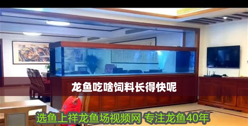 龍魚吃啥飼料長得快呢