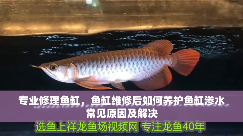專業修理魚缸，魚缸維修后如何養護魚缸滲水常見原因及解決 專業修理魚缸，魚缸維修后如何養護魚缸滲水常見原因及解決 魚缸百科 第2張