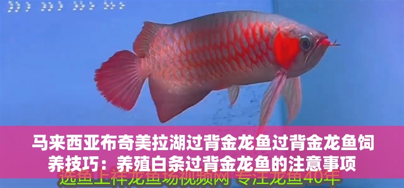 馬來西亞布奇美拉湖過背金龍魚過背金龍魚飼養技巧：養殖白條過背金龍魚的注意事項