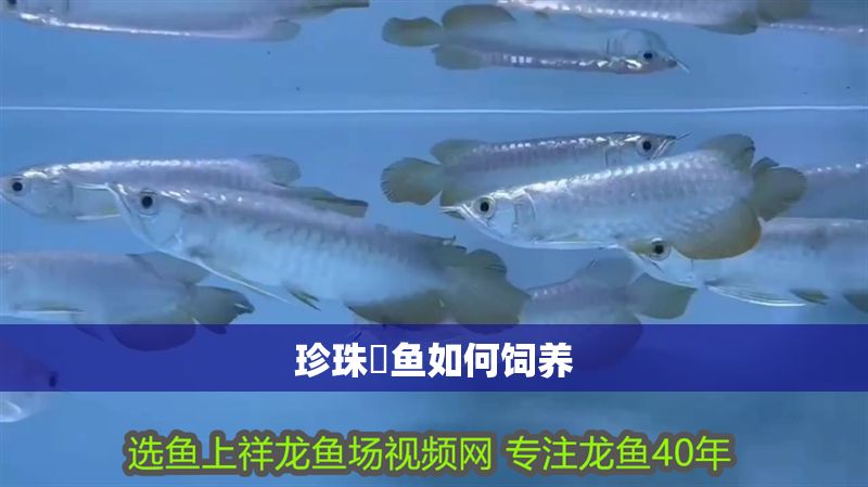 珍珠魟魚如何飼養(yǎng)