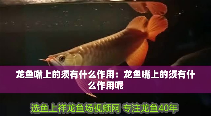 龍魚嘴上的須有什么作用：龍魚嘴上的須有什么作用呢