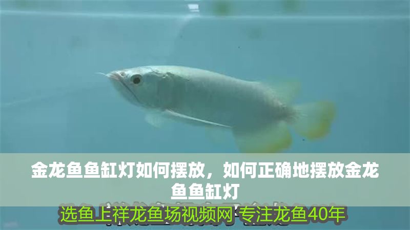 金龍魚魚缸燈如何擺放，如何正確地擺放金龍魚魚缸燈
