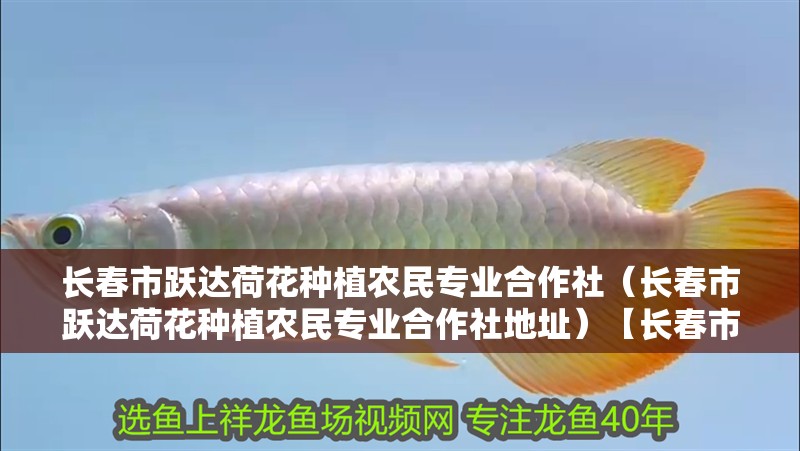 長春市躍達(dá)荷花種植農(nóng)民專業(yè)合作社（長春市躍達(dá)荷花種植農(nóng)民專業(yè)合作社地址）【長春市躍達(dá)荷花種植農(nóng)民專業(yè)合作社】