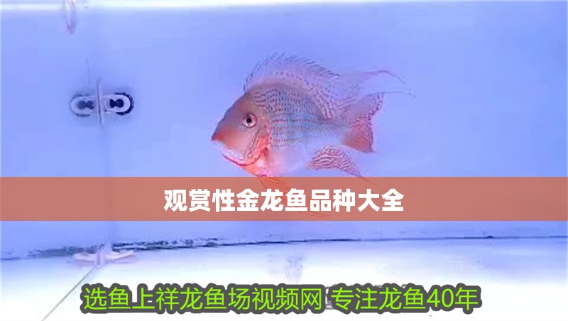 觀賞性金龍魚品種大全