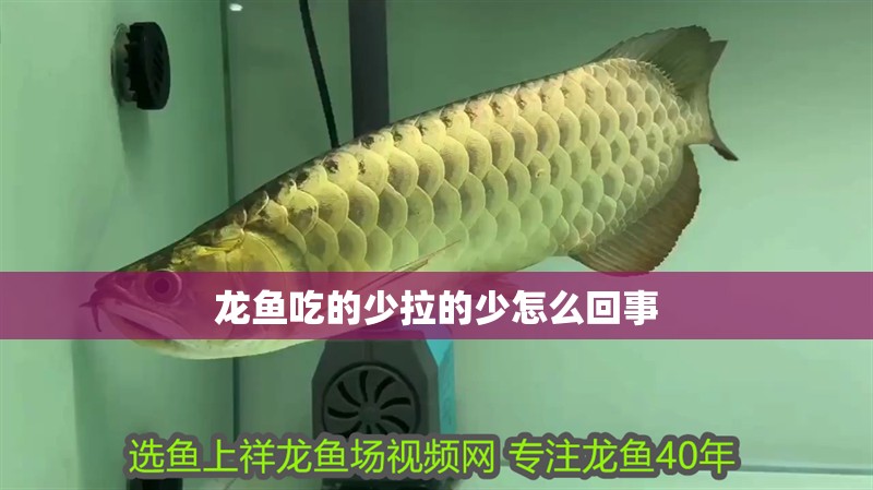 龍魚吃的少拉的少怎么回事 龍魚吃的少拉的少怎么回事 龍魚百科 第2張