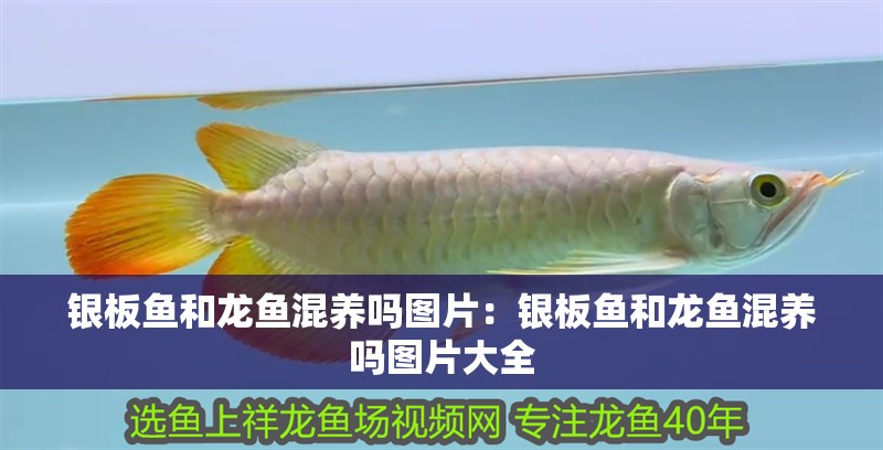 銀板魚和龍魚混養嗎圖片：銀板魚和龍魚混養嗎圖片大全