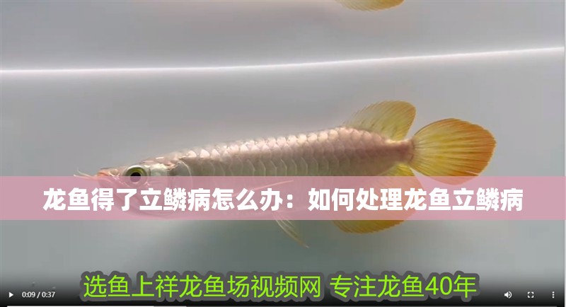 龍魚得了立鱗病怎么辦：如何處理龍魚立鱗病