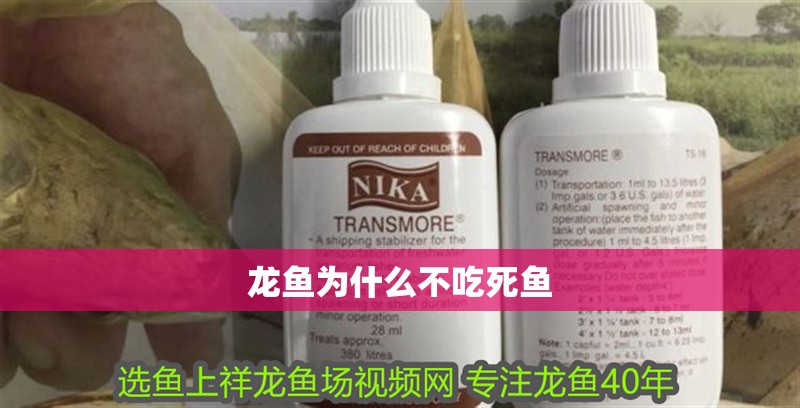 龍魚為什么不吃死魚