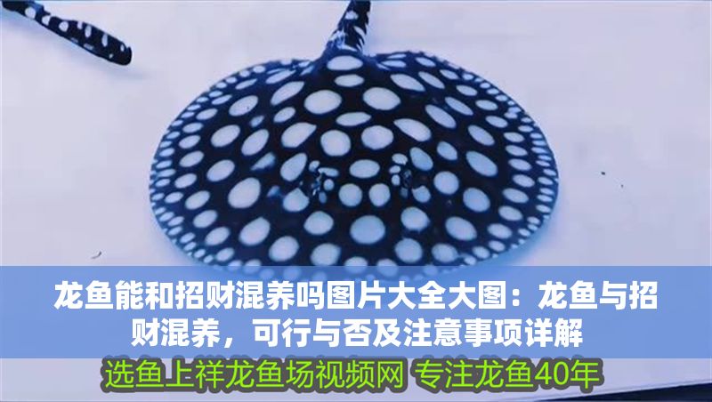 龍魚能和招財混養(yǎng)嗎圖片大全大圖：龍魚與招財混養(yǎng)，可行與否及注意事項詳解