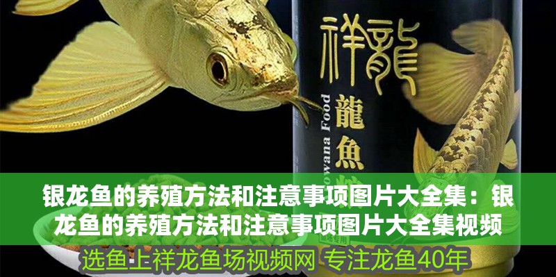 銀龍魚的養殖方法和注意事項圖片大全集：銀龍魚的養殖方法和注意事項圖片大全集視頻