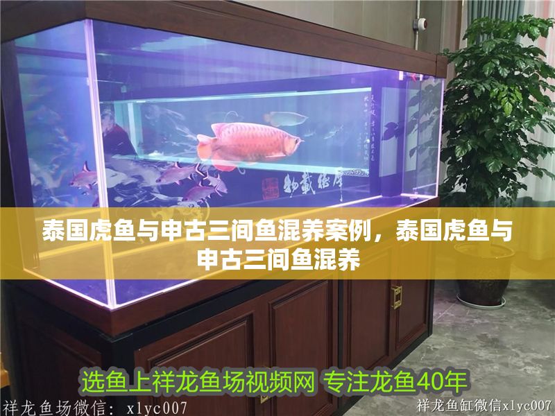 泰國虎魚與申古三間魚混養(yǎng)案例，泰國虎魚與申古三間魚混養(yǎng)