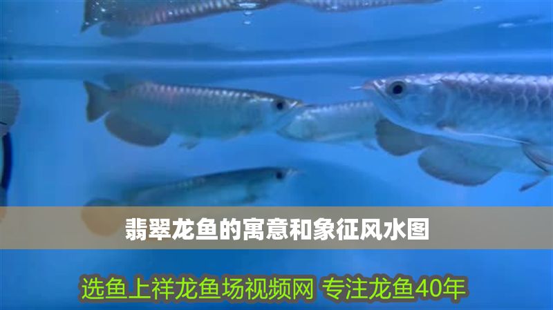 翡翠龍魚的寓意和象征風水圖