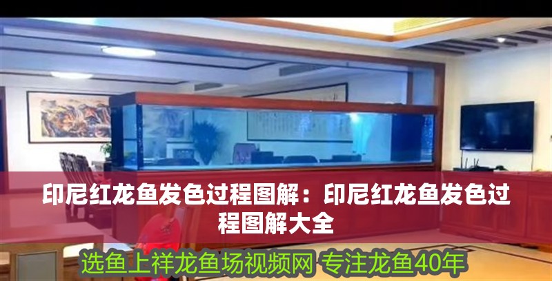 印尼紅龍魚發色過程圖解：印尼紅龍魚發色過程圖解大全