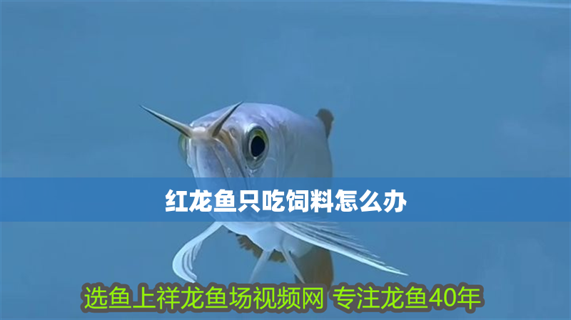 紅龍魚只吃飼料怎么辦