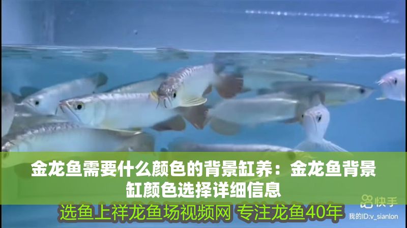 金龍魚需要什么顏色的背景缸養：金龍魚背景缸顏色選擇詳細信息