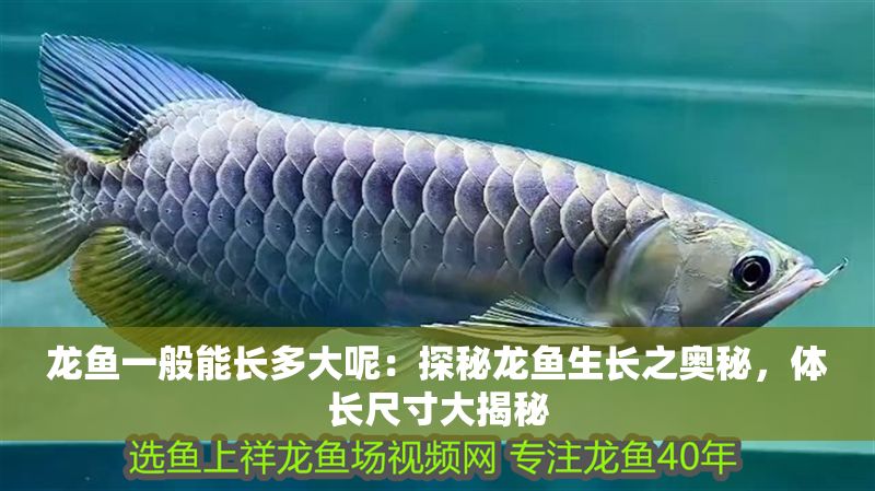 龍魚一般能長多大呢：探秘龍魚生長之奧秘，體長尺寸大揭秘