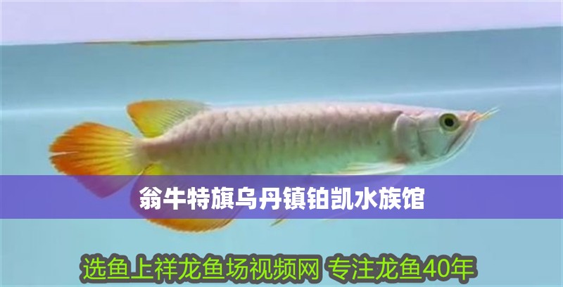 翁牛特旗烏丹鎮鉑凱水族館