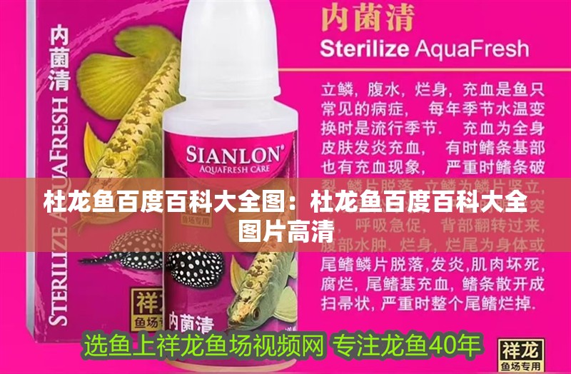 杜龍魚百度百科大全圖：杜龍魚百度百科大全圖片高清 杜龍魚百度百科大全圖：杜龍魚百度百科大全圖片高清 水族問答