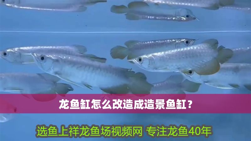 龍魚缸怎么改造成造景魚缸？