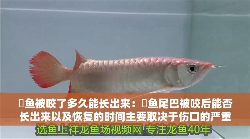 魟魚被咬了多久能長出來：魟魚尾巴被咬后能否長出來以及恢復的時間主要取決于傷口的嚴重程度