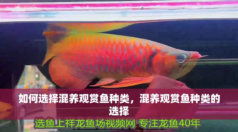 如何選擇混養觀賞魚種類，混養觀賞魚種類的選擇 如何選擇混養觀賞魚種類，混養觀賞魚種類的選擇 虎魚百科 第2張