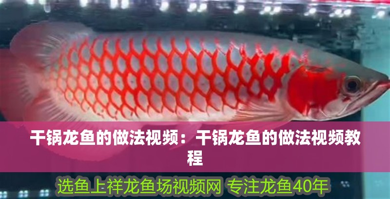 干鍋龍魚的做法視頻：干鍋龍魚的做法視頻教程 干鍋龍魚的做法視頻：干鍋龍魚的做法視頻教程 水族問答