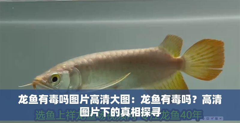 龍魚有毒嗎圖片高清大圖：龍魚有毒嗎？高清圖片下的真相探尋