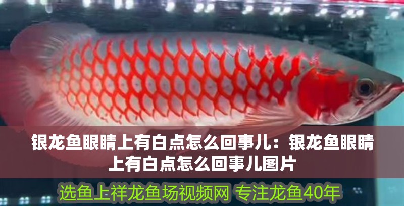 小虎魚吃飼料嗎怎么喂：小虎魚吃飼料嗎？