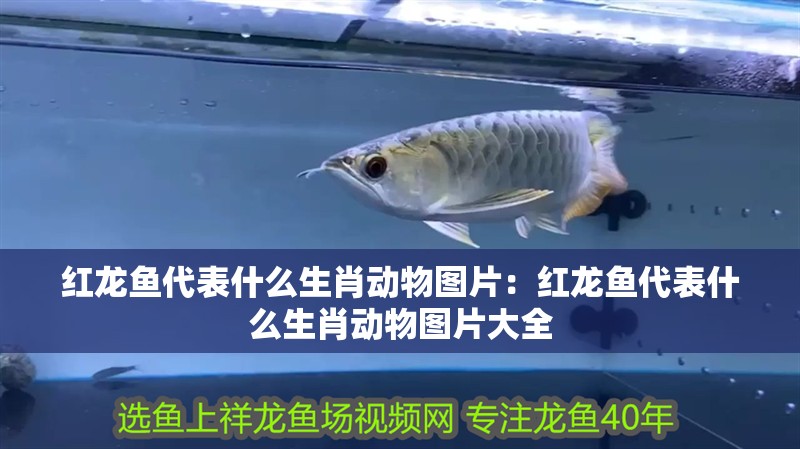 紅龍魚代表什么生肖動物圖片：紅龍魚代表什么生肖動物圖片大全