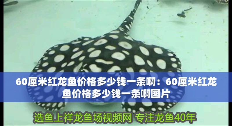 60厘米紅龍魚價格多少錢一條啊：60厘米紅龍魚價格多少錢一條啊圖片 60厘米紅龍魚價格多少錢一條啊：60厘米紅龍魚價格多少錢一條啊圖片 水族問答