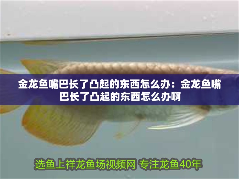金龍魚嘴巴長了凸起的東西怎么辦：金龍魚嘴巴長了凸起的東西怎么辦啊 金龍魚嘴巴長了凸起的東西怎么辦：金龍魚嘴巴長了凸起的東西怎么辦啊 水族問答