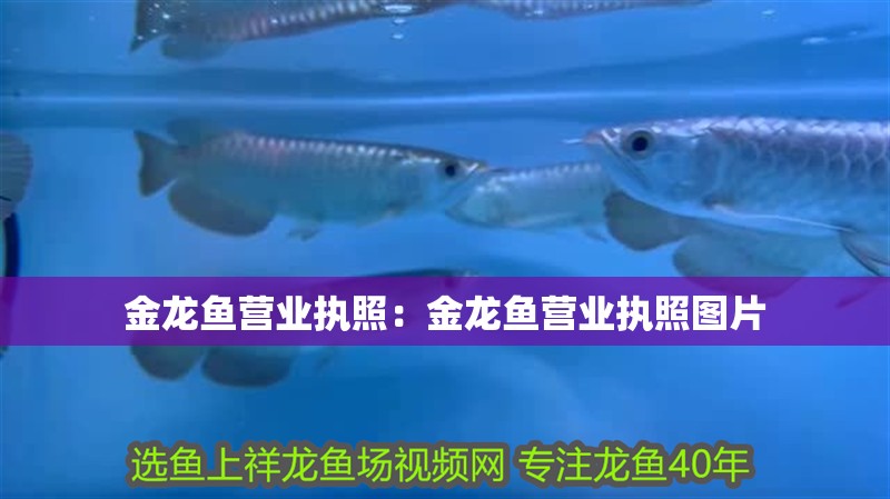 金龍魚營業執照：金龍魚營業執照圖片 金龍魚營業執照：金龍魚營業執照圖片 水族問答