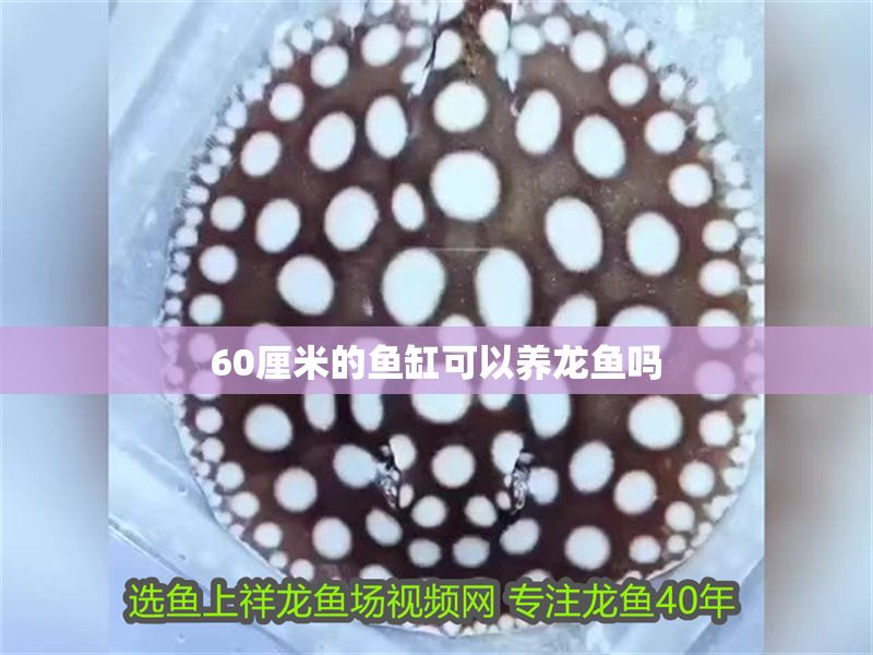 60厘米的魚缸可以養龍魚嗎