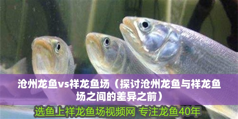 滄州龍魚vs祥龍魚場（探討滄州龍魚與祥龍魚場之間的差異之前）