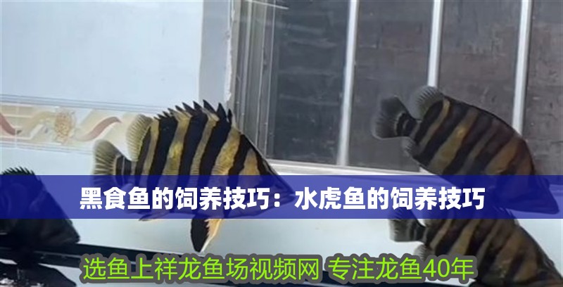 黑食魚的飼養技巧：水虎魚的飼養技巧