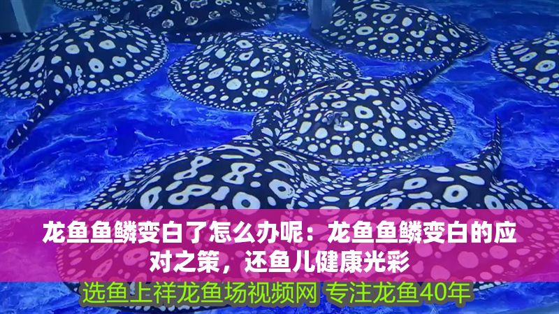 龍魚魚鱗變白了怎么辦呢：龍魚魚鱗變白的應對之策，還魚兒健康光彩