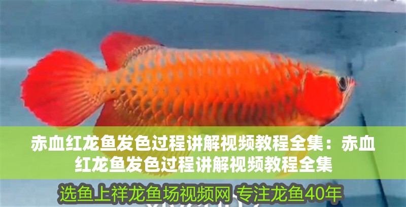 赤血紅龍魚發(fā)色過程講解視頻教程全集：赤血紅龍魚發(fā)色過程講解視頻教程全集 赤血紅龍魚發(fā)色過程講解視頻教程全集：赤血紅龍魚發(fā)色過程講解視頻教程全集 水族問答