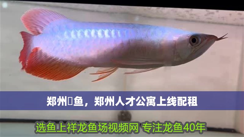 鄭州魟魚，鄭州人才公寓上線配租 鄭州魟魚，鄭州人才公寓上線配租 魚缸百科 第1張